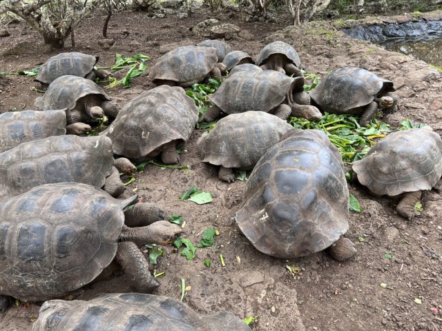 5 Reasons Cruising Galapagos Wasn't What I Expected. At All! 